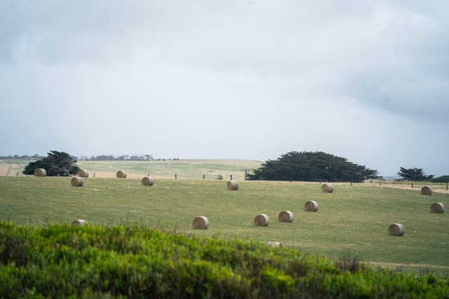 Hay Hay Hay ...